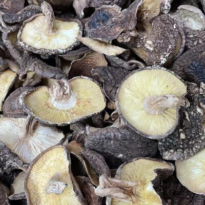 粤北特产韶关野生香菇特级香菇