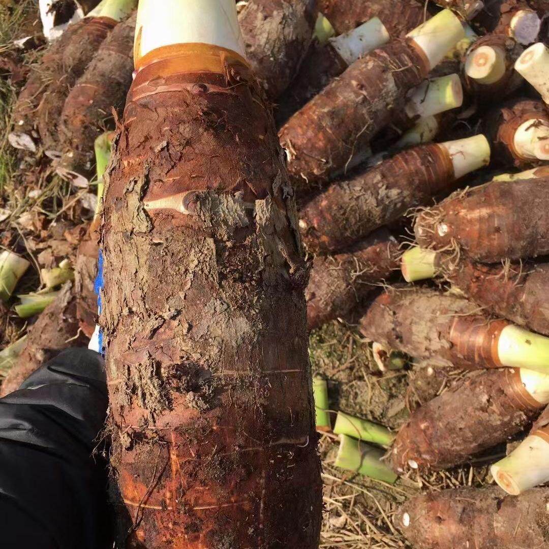 乐昌张溪炮弹香芋韶关土特产直供新鲜蔬菜正宗非荔浦芋头礼盒装