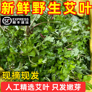 顺丰野生艾草新鲜艾叶现摘糍粑艾专用生艾叶草嫩芽清明草野菜