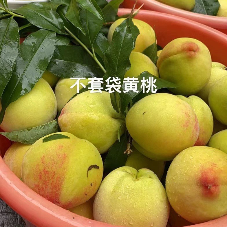 顺丰包邮现摘韶关九峰高山黄桃红心黄桃未套袋黄桃新鲜应季桃子