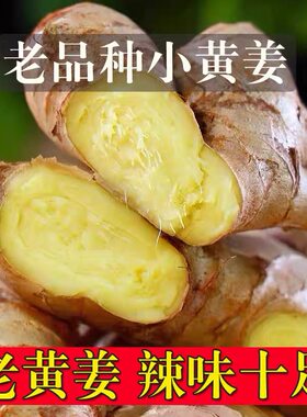 高山种植仔姜泡姜种农家老黄姜月子姜汁水辣味浓郁生姜小黄姜