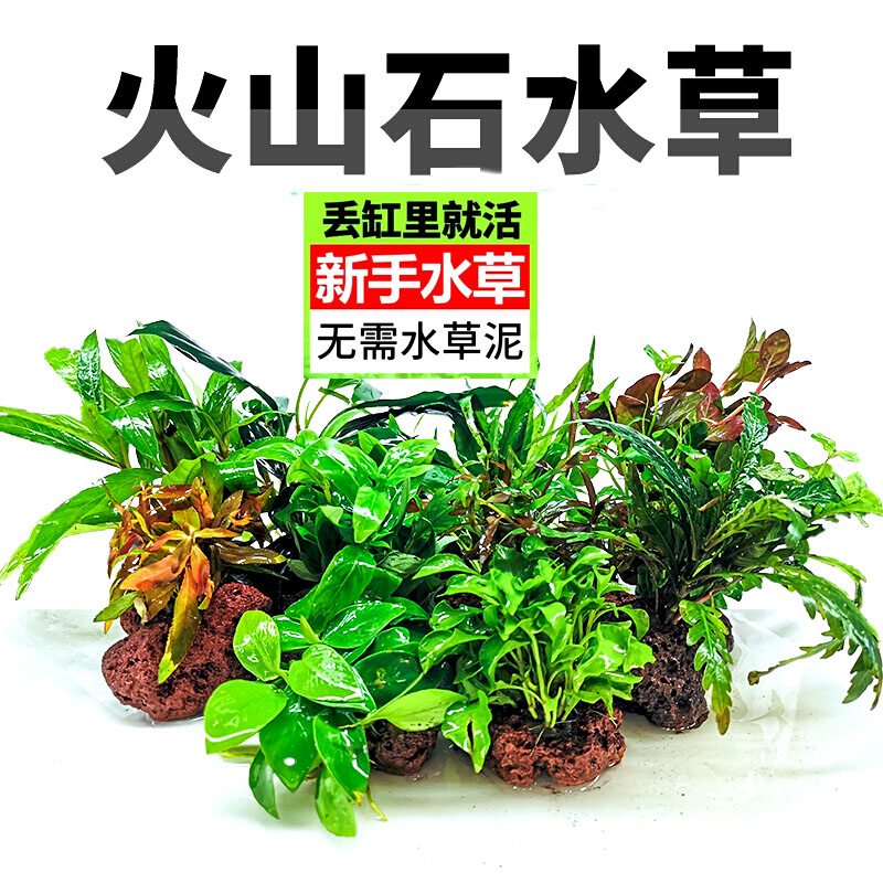 鱼缸中前景水草造景多少钱 鱼缸中前景水草造景优惠券免费领取 有条鱼