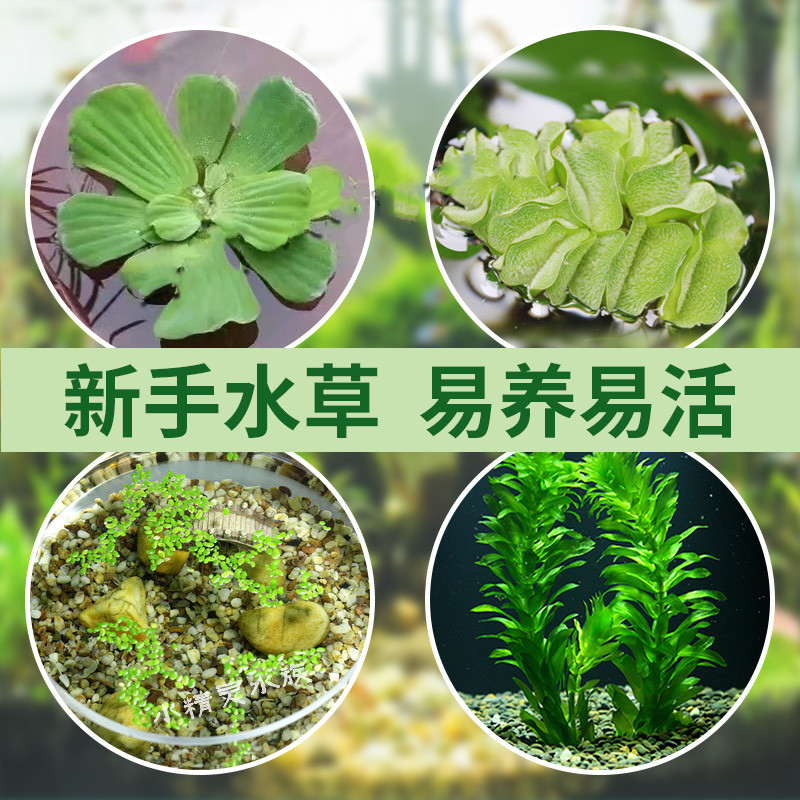 浮萍水草一叶莲蜈蚣草养龟鱼缸水芙蓉水面漂浮水生植物净化水质