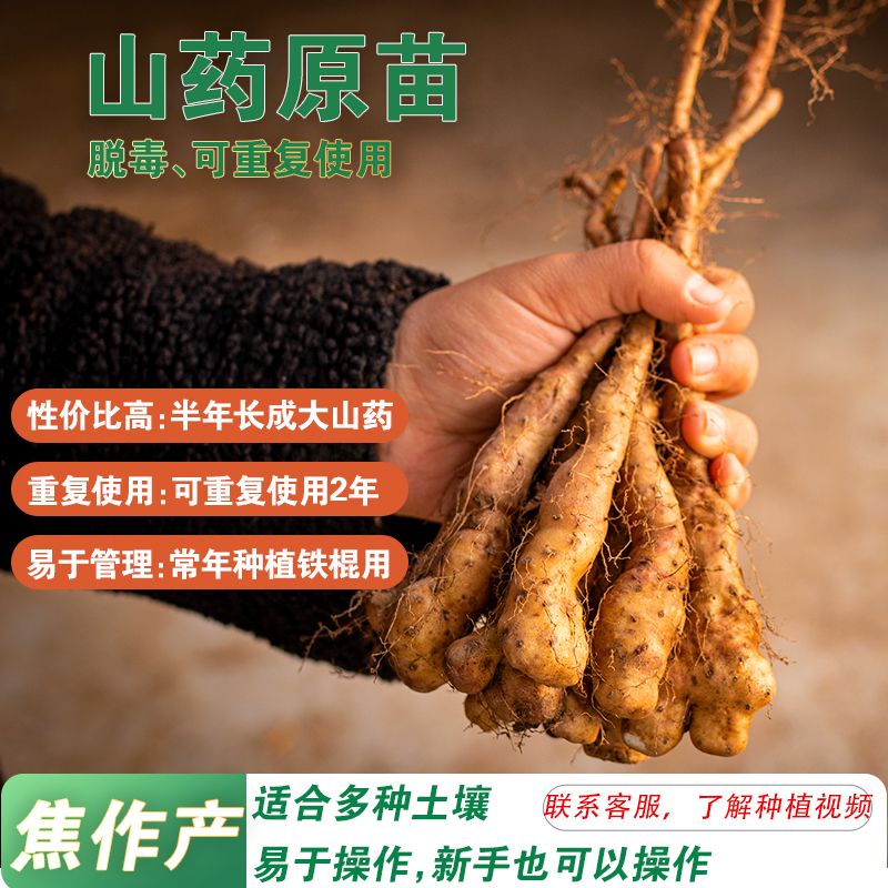 淮山药种植苗河南焦作温县铁棍山药豆种苗种淮山种苗山药豆种子