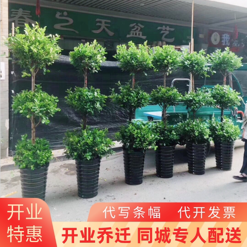 合肥同城开业发财树绿植乔迁