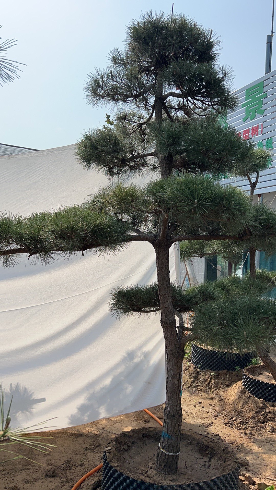 黑松造型实拍发货造型树黑松盆景黑松地景树四季常青树绿化景观树