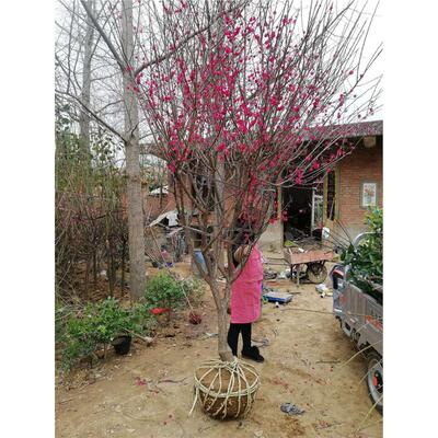 梅花树苗原生红梅花树庭院别墅耐寒红梅树苗带花苞