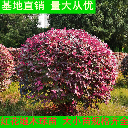 造型盆景球类基地直销球基地直销