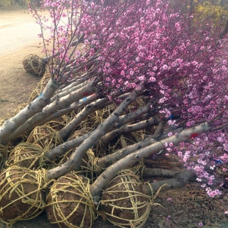 榆叶梅树苗梅花苗嫁接榆叶梅耐寒园林绿化苗木庭院观花植物风景树