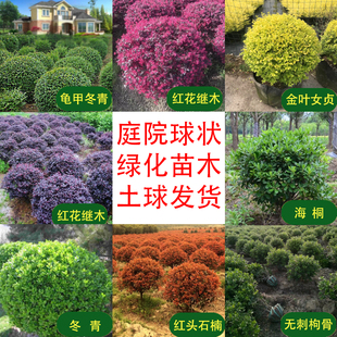 红叶石楠球 冬青球 红花继木球 海桐球 枸骨球 龟甲冬青球 毛娟球