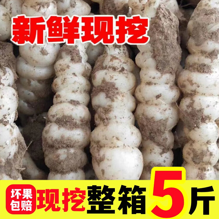 新鲜地溜子螺丝菜地环野得乐宝塔菜脆嫩泡菜地牯牛可腌可泡可种植