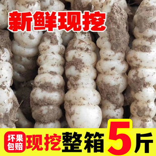 新鲜地溜子螺丝菜地环野得乐宝塔菜脆嫩泡菜地牯牛可腌可泡可种植