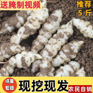 宁夏新鲜地溜子螺丝菜地环野得乐宝塔菜玉环地牯牛甘露子现挖现发