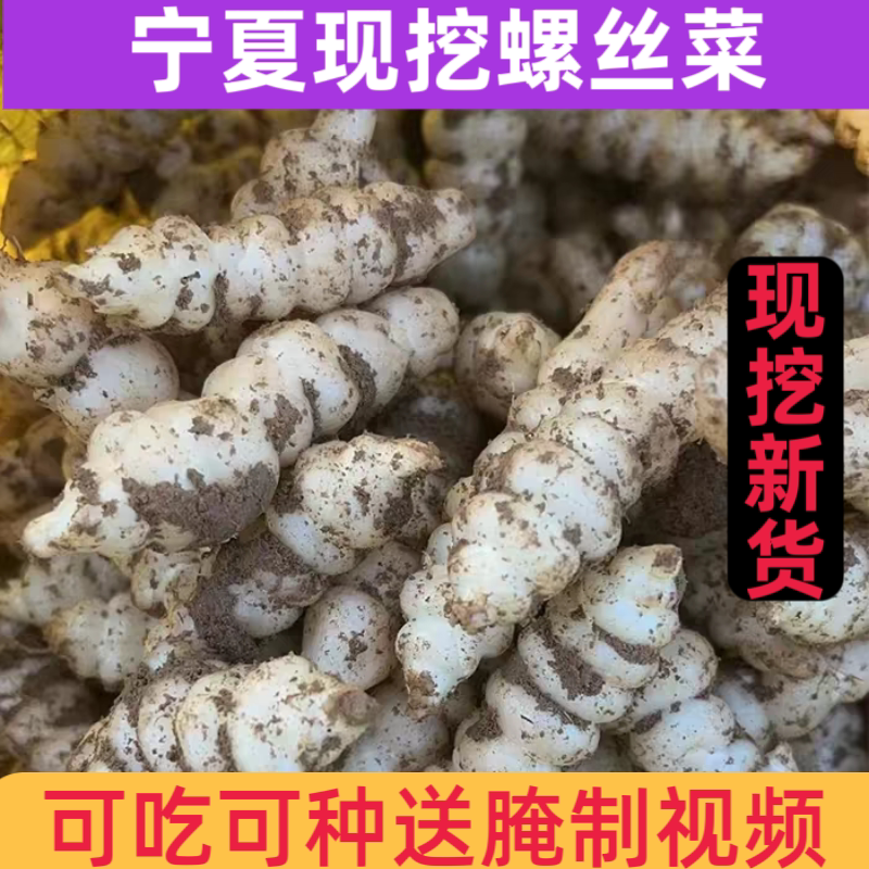 宁夏新鲜螺丝菜脆嫩宝塔菜地牯牛蔬菜地蚕甘露子地坏菜现挖可种植