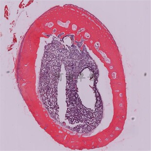 医学教学研究组胚实训室正常组织学玻片HE染色显微永久切片