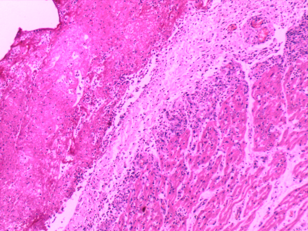 卓普 高等教学 动物科学 药学 医学 畜牧兽医动物组培病理学切片