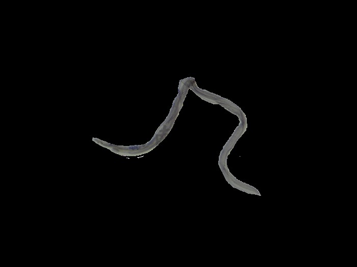 高校寄生虫切片牛带 猪带绦虫卵 头节 成节 未成熟节 孕节 囊尾蚴