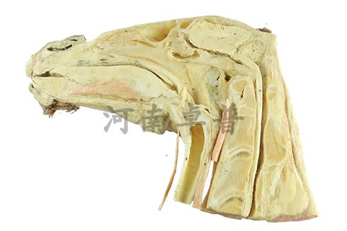 猪马牛羊狗鸡鸭鹅兔 右侧颈静脉侧肩带部浅层肌肉 后脚部肌腱标本