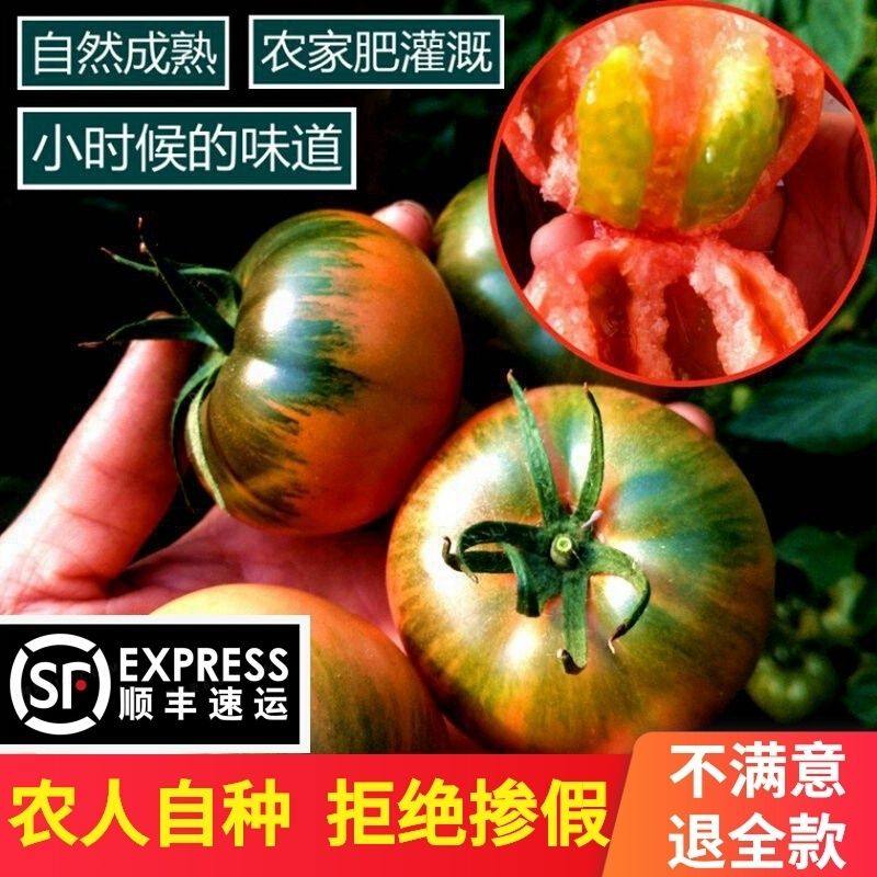 东北绿色食品达到有机铁皮柿子草莓西红柿自然熟柿子生吃水果番茄
