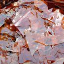 虫胶漆片紫胶片士力片天然透明虫胶片木材家具修理实木维修 包邮