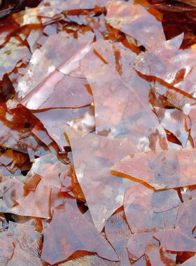 包邮虫胶漆片紫胶片士力片天然透明虫胶片木材家具修理实木维修