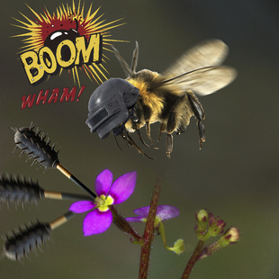 丹波花柱草Stylidium debile暴打昆虫的有趣植物食虫植物趣味