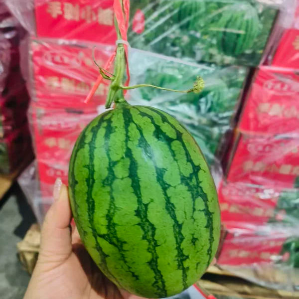 【大连现货】小糖丸西瓜2枚3.8-4斤顺丰快递省内包邮