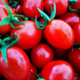 【基地直发发货慢】电白阳光沙地小番茄千禧小柿子零下地区不发