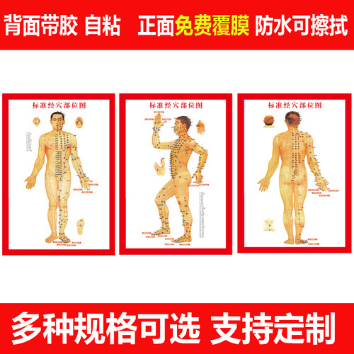 中医针灸穴位挂图标准大挂图拔罐艾灸馆用图穴道人体经络图脉络