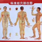 人体经络穴位图标准中医养生艾灸推拿按摩养生馆全身高清装 饰大画