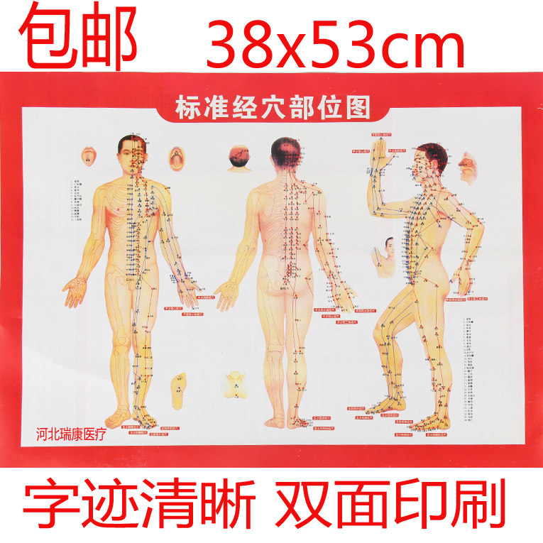 人体标准经穴部位图 施灸取穴参考图 艾灸穴位图挂图双面中医拔罐