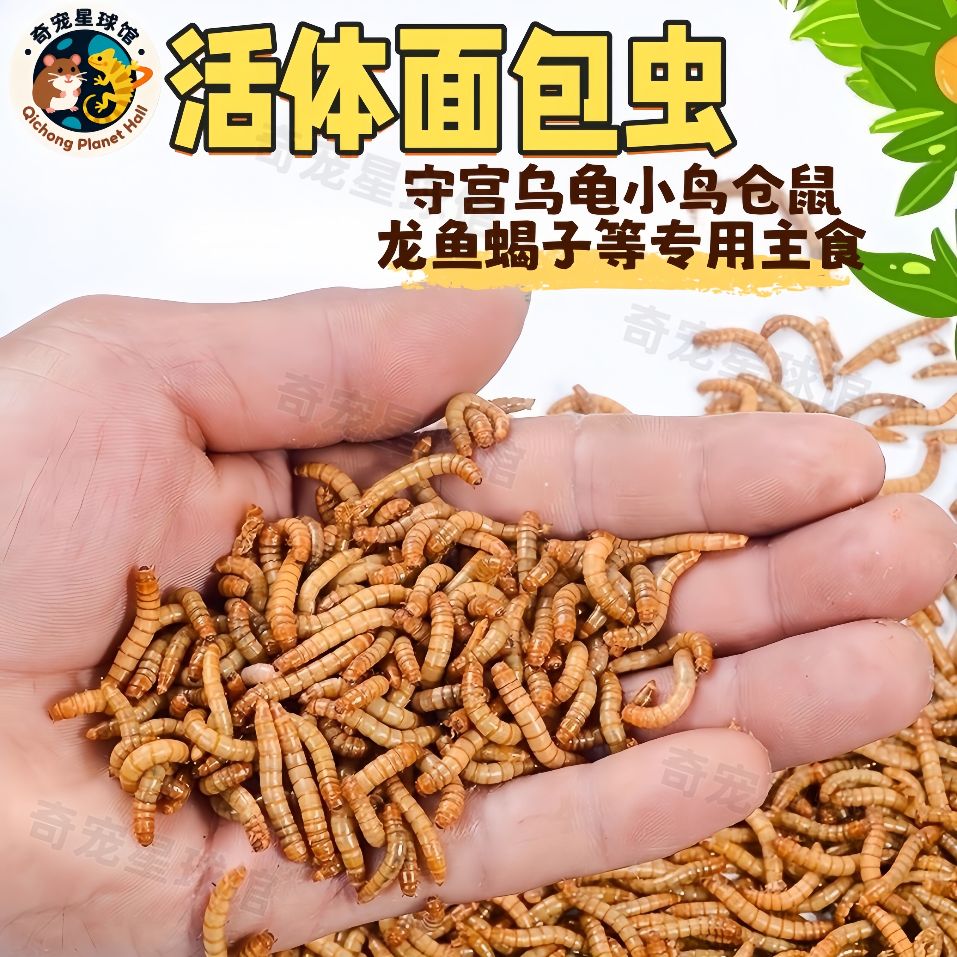 面包虫活虫黄粉虫仓鼠画眉鸟八哥宠物饲料蝎子龙鱼活体鸟粮大麦虫