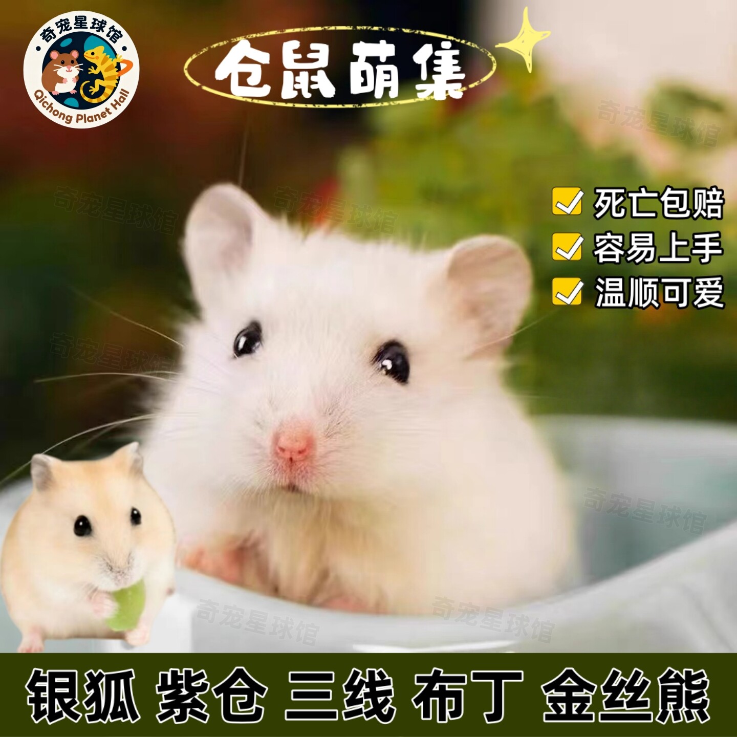 仓鼠活物家养金丝熊银狐布丁紫仓三线公母小仓鼠活体幼崽宝宝宠物