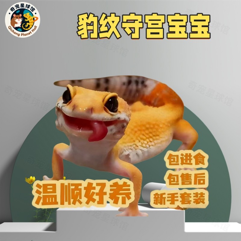 豹纹守宫蜥蜴宠物活体新手入门级爬宠温顺可爱网红易养异宠物幼苗