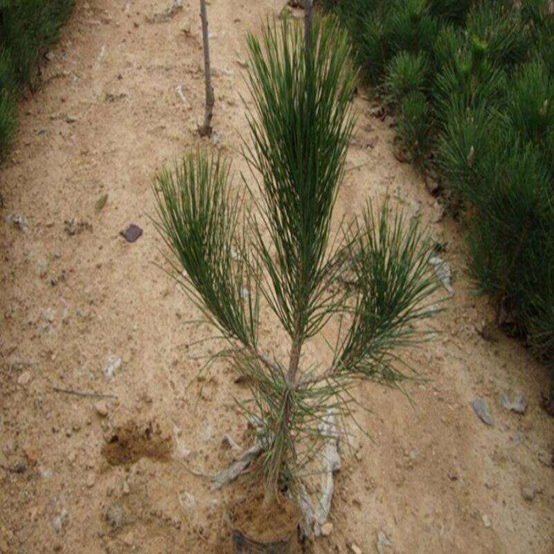 黑松树苗雪松南方北方种植四季常青树苗庭院盆栽地栽绿化树苗盆景