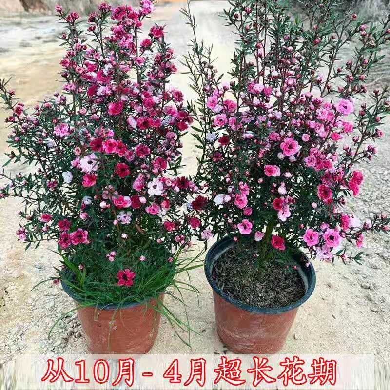 松红梅花苞三色梅澳洲雪花梅室内图片