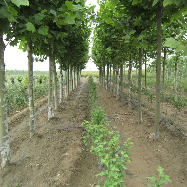 法国梧桐树中国梧桐道路小区绿化