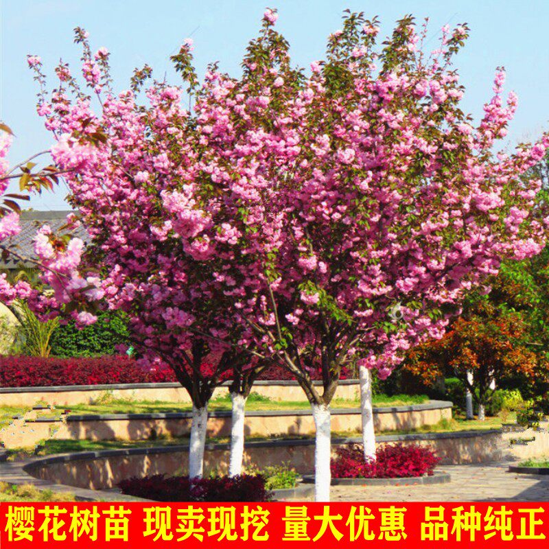 日本樱花树苗南北方庭院早樱晚樱图片