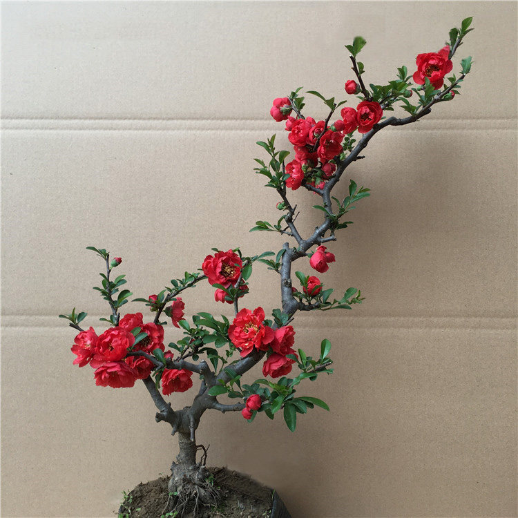 长寿冠海棠花苗盆栽四季海棠花日本西府海棠盆景室内绿植花卉盆栽