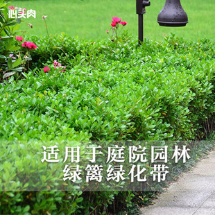 小叶黄杨苗瓜子园林绿化树苗南方北方种植黄杨庭院地栽盆栽黄杨球