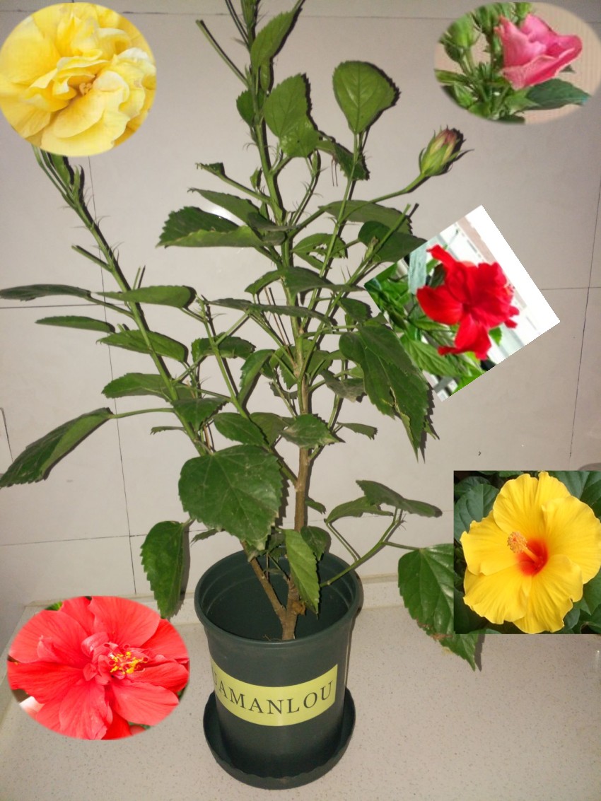 扶桑花苗四季重瓣盆栽红色朱瑾牡丹草花卉植物室内阳台开花绿植物