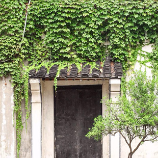 攀援爬藤植物美国三叶五叶地锦苗爬山虎护坡苗爬藤红叶爬墙虎10株