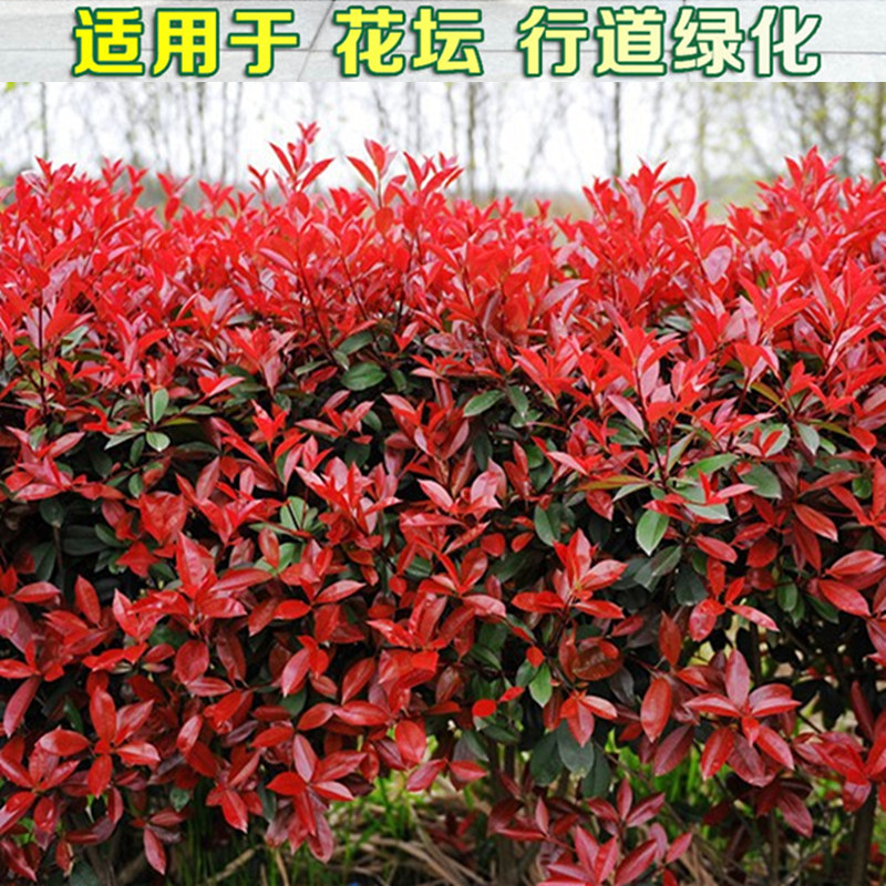 红叶石楠庭院围墙绿篱苗木海桐苗