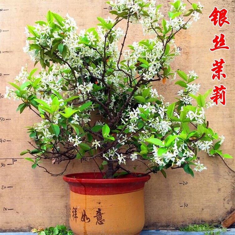 庭院攀援风车茉莉苗银丝茉莉爬藤植物四季常青浓香阳台盆栽花卉
