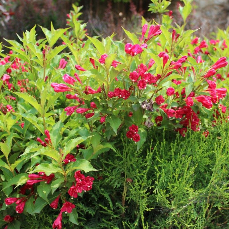 北方庭院灌木红王子锦带篱笆围墙耐寒植物别墅树苗锦带盆栽海仙花