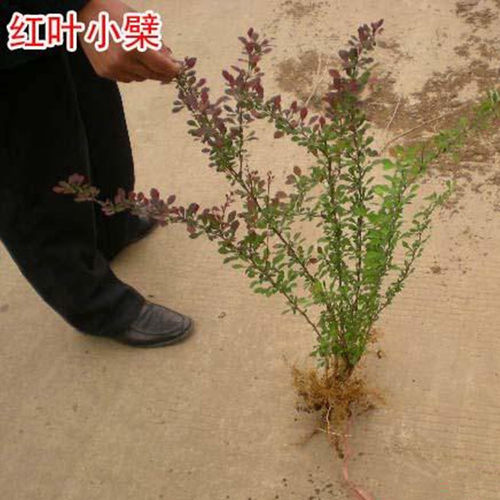 红叶小檗苗别墅庭院行道耐寒
