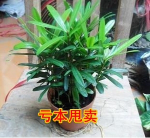绿植创意微型盆景办公室盆栽花卉水培罗汉松桌面植物四季常青盆栽