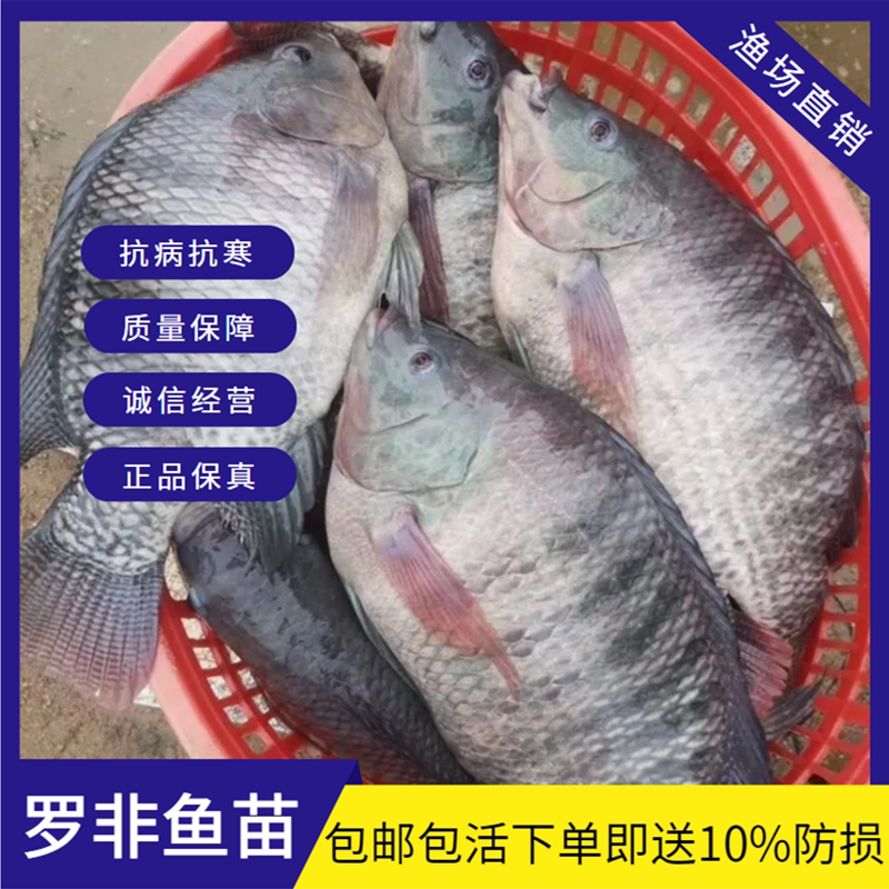 大品种吉富罗非鱼苗福寿鱼淡水非洲鲫鱼活体全雄单性罗非鱼苗养殖