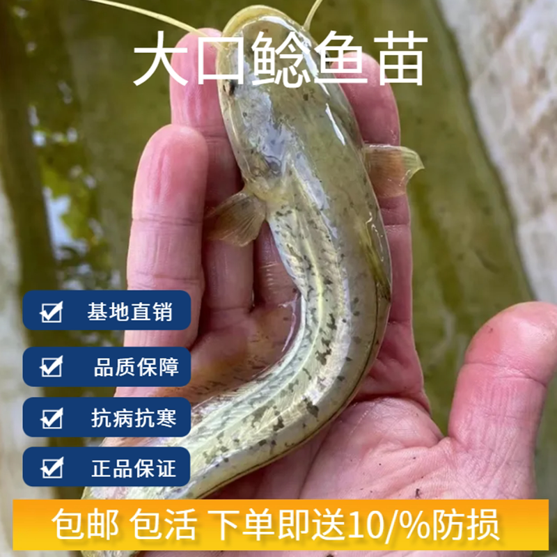 南方大口鲶鱼苗冷水土鲶巨鲶黄鲶活体凶猛路亚杂交二须鲶鱼苗养殖
