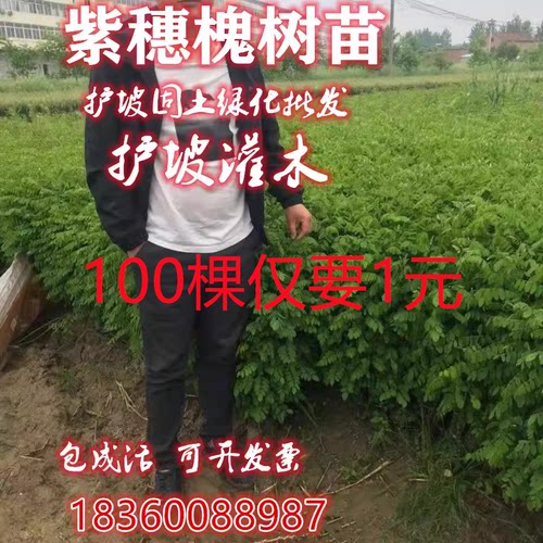 紫穗槐苗刺槐苗防沙固土堤坝复绿铁路绿化苗耐寒耐旱道路荒山绿化